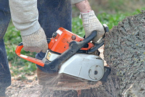 Best Root Management and Removal  in Sunray, TX